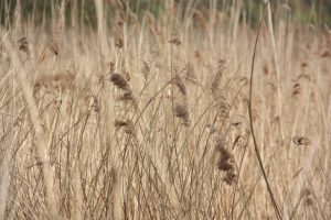 10169393_10152162582283500_8667920223902753817_n